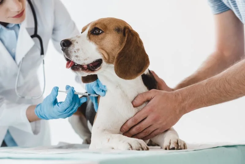 Hund bei einer Untersuchung vor der Impfung