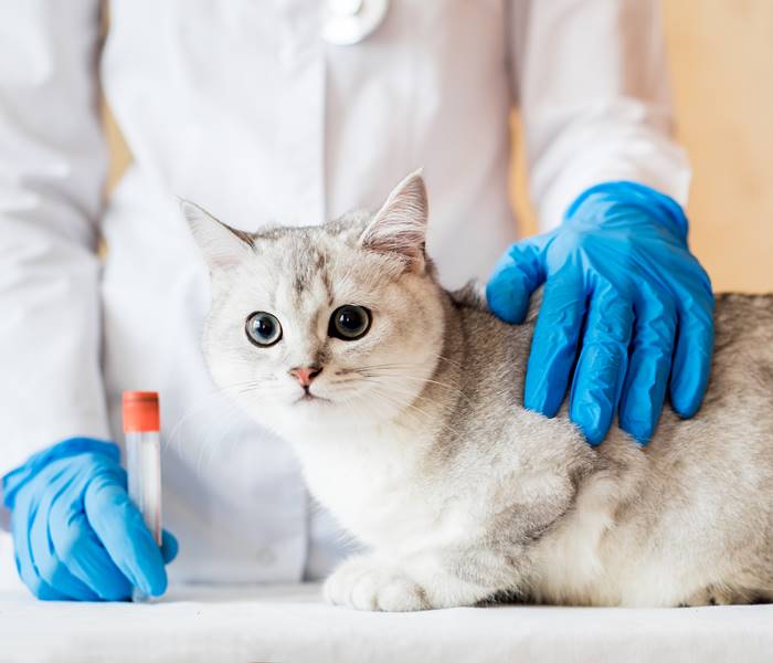 Katze bei der Behandlung