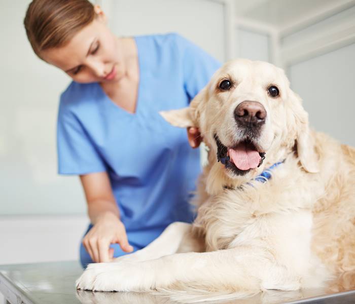 Golden Retriever bei einer Untersuchung
