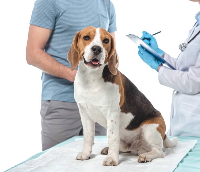 Beagle erhält eine Impfung