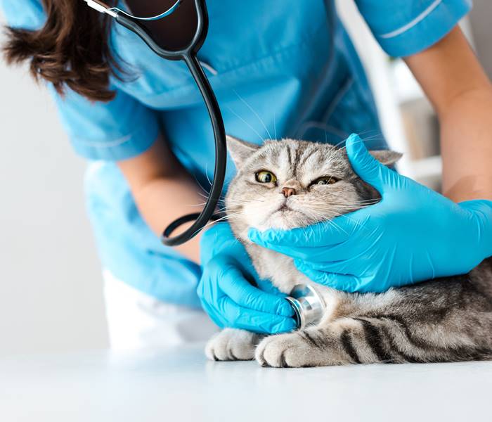 Katze wird mit dem Stethoskop untersucht
