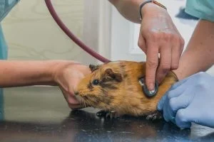 Meerschweinchen als Patient