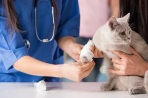 Katze als Patientin