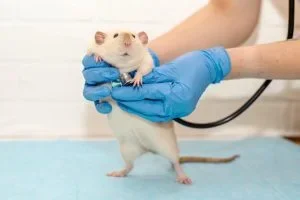 Kleiner Hund als Patient