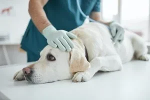 Hund als Patient