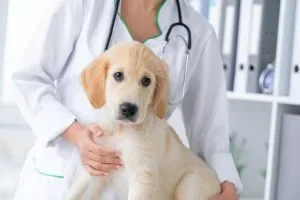 Welpe als Patient