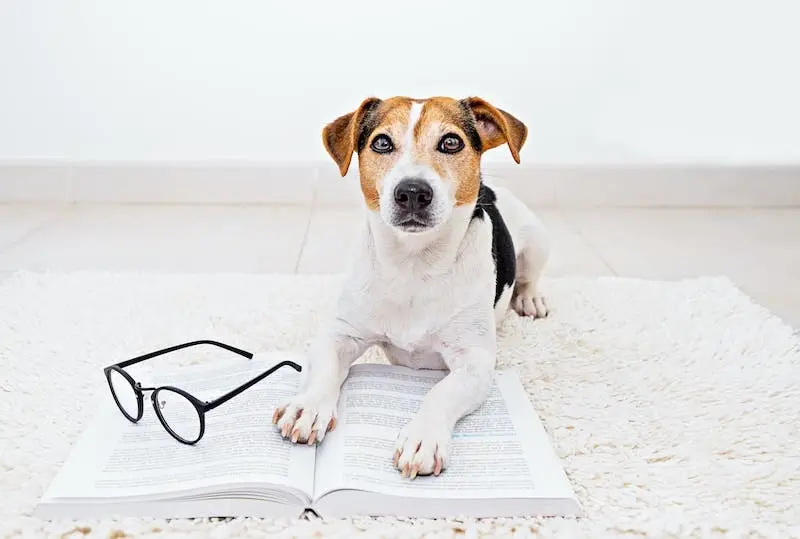 Hund in der Kleintierpraxis Urbach