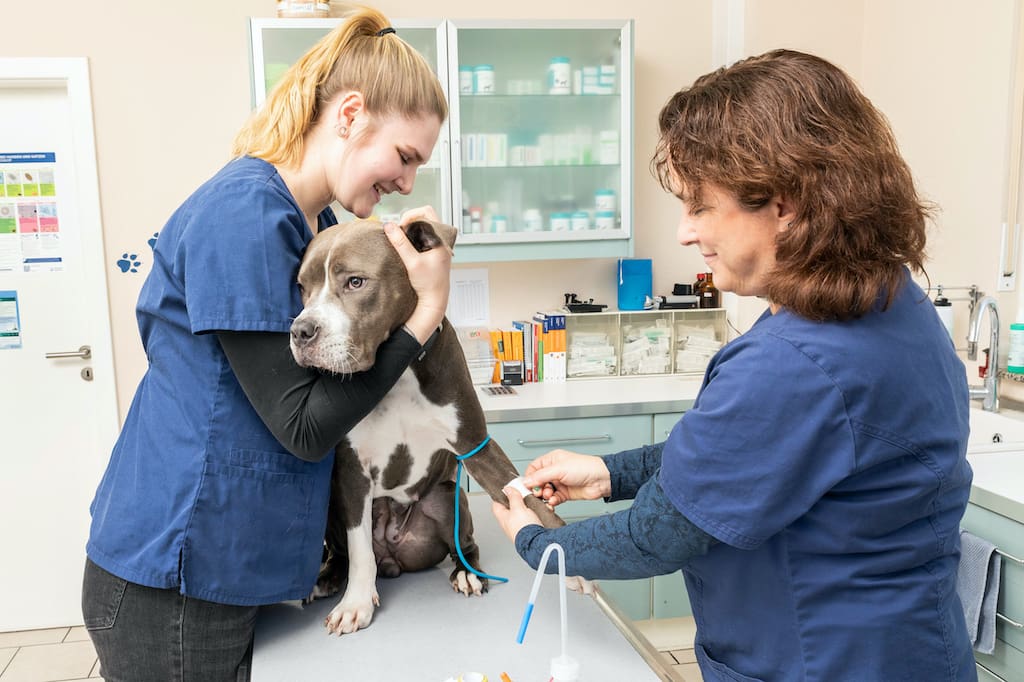 Zwei Mitarbeiterinnen untersuchen einen Hund