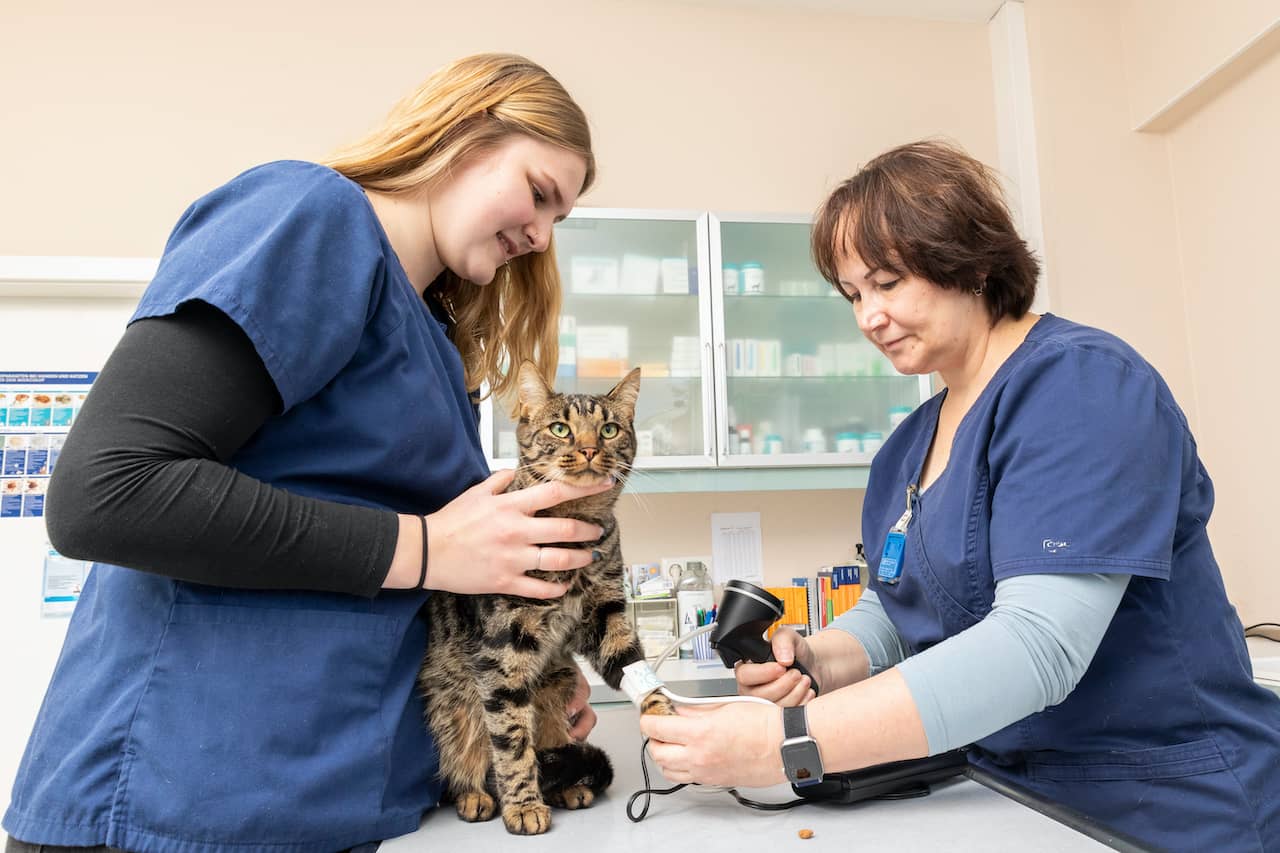 Zwei Mitarbeiterinnen untersuchen eine Katze