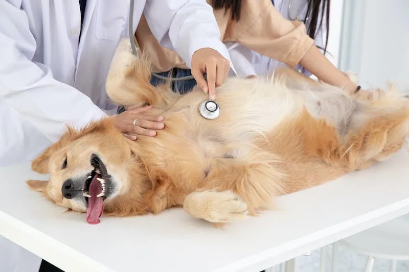 Hund bei einer Vorsorgeuntersuchung