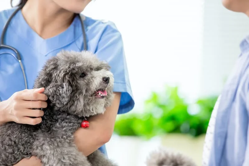 Älterer kleiner Hund bei der Vorsorgeuntersuchung
