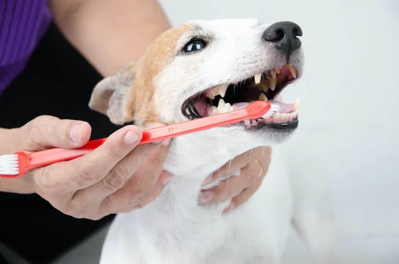 Zahnuntersuchung bei einem Hund